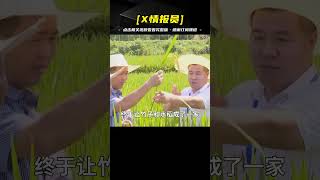 竹子和水稻竟然能雜交？一米多高還能結稻米的竹稻有多牛？