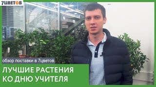 7ЦВЕТОВ: Лучшие растения ко Дню учителя/Обзор поставки