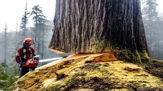 Dangerous Idiots Skill Cutting Down Big Tree Chainsaw Machines, Largest Tree Felling Stihl Chainsaw