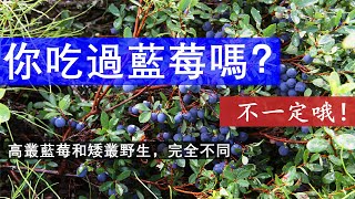 你可能从来没有吃过真正的蓝莓，野生蓝莓和蓝莓很不同哦！