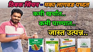 रब्बी मका लागवड कशी करावी | Maka lagwad kashi karavi | #maize #PracticalFarming