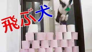 トイレットペーパーチャレンジ！フレブルとボステリは何段飛べる？【本気挑戦】