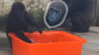 小金剛Jabali在玻璃屋玩水 🦍🌊 Little gorilla Jabali plays with water in the glass house