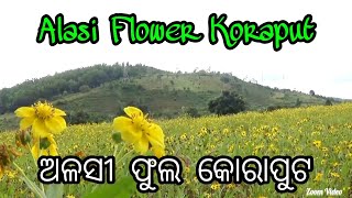 Alasi Flower Koraput, Odisha, ଅଳସୀ ଫୁଲ କୋରାପୁଟ ଓଡ଼ିଆ