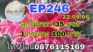 EP246 ลูกไม้ราคาเบาๆ อัญญาบอนสี อ.ชุมแพ จ.ขอนแก่น โทร./ไลน์ 0876115169