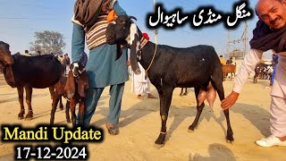 Sahiwal Bakra Mandi Beetal Milking Goats With Kids-17 December 2024