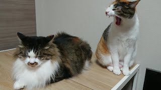 棚の上でぼーっとしている三毛猫ｓ