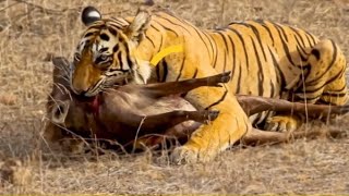 বাঘ হরিণ শিকার করে খাচ্ছে সুন্দরবন কচিখালি খালের পাশে সুন্দরবনের সব ভিডিও দেখতে সাথে থাকুন