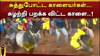 சுத்துபோட்ட காளையர்கள்... சுழற்றி பறக்க விட்ட காளை! | #avaniyapuramjallikattu | #jallikattu | PTTV