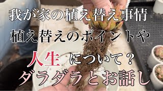 植え替えのポイントなどダラダラとお話します♪