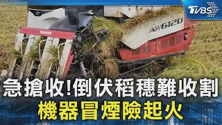 急搶收!倒伏稻穗難收割 機器冒煙險起火｜TVBS新聞 @TVBSNEWS02