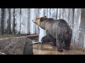 【旭山動物園】 旭山動物園 エゾヒグマ３　旭川市 北海道【Asahiyama Zoo】EZOHIGMA Bear　Asahikawa City,Hokkaido 2020/11/02