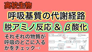 高校生物「呼吸基質の代謝経路」