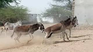 Donkeys Fighting | Donkey Fights Real Action | Donkey, Gadhe Ki Ladai | گڏهن جي ويڙهه | गधे की लड़ाई