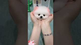 Tik Tok Chó Phốc Sóc Mini 😍 Funny and Cute Pomeranian #20