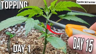 How I Grow E7- Topping Autoflowers - Six Shooter Auto - Watering, Topping, LST - SpiderfarmerSF4000