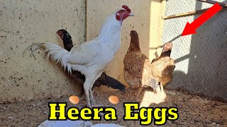 Paper White Heera Aseel Eggs 🥰Top White Heera Rooster