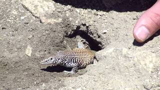 Attempting To Catch Cnemidophorus Whiptail Lizards