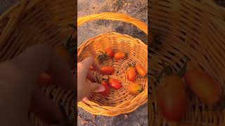 Harvest cherry tomatoes at ho5 kitchen garden #nature #gardening