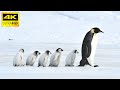 Penguins in 4K / Antartica