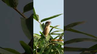 氣噗噗🤬 紅尾伯勞生氣嗆聲 #taiwan #birds #叫聲