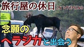 【イエローストーン】とうとう遭遇!!念願の”ムース” ‼ 旅行屋の休日④ ワイオミング編