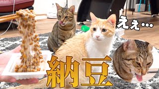 初めて納豆を食べた猫の顔がやばすぎたwww