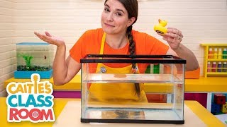 Caitie's Classroom Live -⛵️ Will it Sink or Float? ⛵️