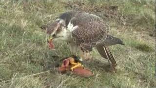 Flying Zarbu the Saker Falcon