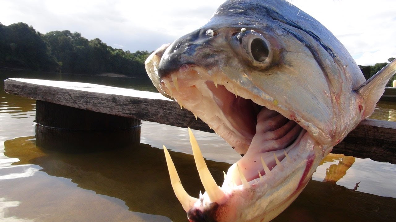 Monster VAMPIRE FISH - Amazon River Monsters - YouTube