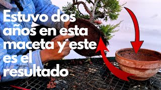 Árbol ciprés En Bonsai, renové las tierras y las raíces de mi Árbol ciprés,🙏