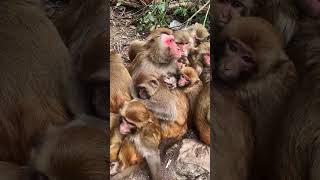 So AdorableMonkeys #Monkey #baby monkey, #animals, #ASMR, #Shorts #BeeLeeMonkeyFans 70