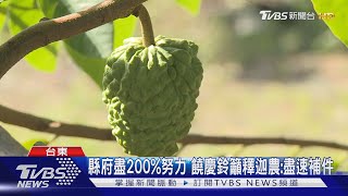 台東鳳梨釋迦外銷大陸 「產銷履歷」成關鍵｜TVBS新聞 @TVBSNEWS02