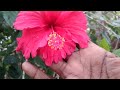 🌺செம்பருத்தி செடியில் பூக்கள் அதிகம் பூக்க சில டிப்ஸ்🌺7 tips to grow hibiscus plant🌺krish channel