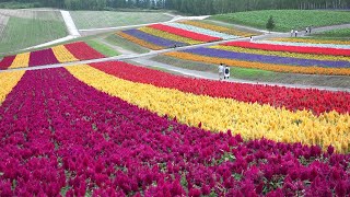 [4K] Scenery of Biei, Furano and Asahikawa