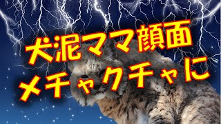 【因果応報】チワワを泥しようと考えた泥ママは、顔・面がメチャクチャになった…【閲覧注意】