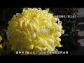 菊花 如何科学地欣赏菊花【天冬博物日志】