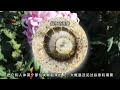 菊花 如何科学地欣赏菊花【天冬博物日志】