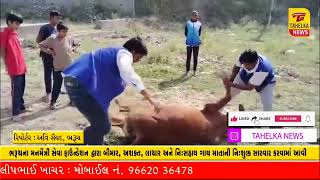 ભરૂચના મનમૈત્રી સેવા ફાઉન્ડેશન દ્વારા બીમાર, અશક્ત, લાચાર અને નિઃસહાય ગાય માતાની નિઃશુલ્ક સારવાર કરવ