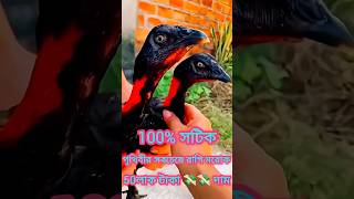 10M views মোরগের লরাই 50লাক টাকা 💸💰 বাজি।মোরগ vs  মোরগ । #sei #vairal #video