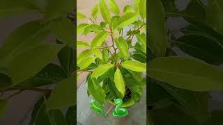 HEALTH BENEFITS OF CAMPHOR PLANT. KAPOOR PLANT KE 3 MAIN BENEFITS. price