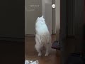 え？？？｜peco 白猫 猫 愛猫家 猫のいる暮らし whitecat cat catlover catlife