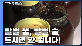 신경통에 좋다고요?...'말벌 꿀', '말벌 술' 드시면 안 됩니다 / YTN