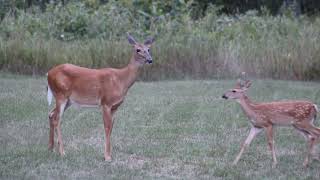 Whitetail Deer And Fawns Backyard Action