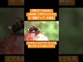 【asmr】コガタスズメバチの「顔面アップ」を撮影。 love クワガタ mukbang 昆虫 カブトムシ eating insects hornet vespa wasp