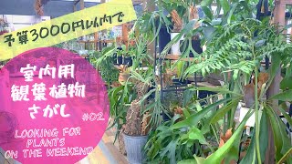 【週末植物探訪#02】予算3000円以内で観葉植物探し。