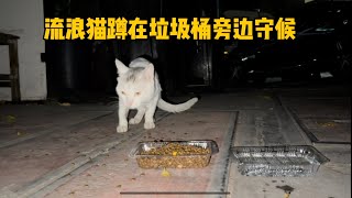 瘦弱的流浪猫蹲在垃圾桶旁边守着，等待食物出现，睏了也不离开