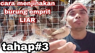 cara menjinakan burung emprit liar di pangil datang #tahap#3