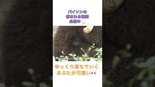 【アメリカバイソン]】 ゆったりと昼寝中...動物たちの癒しの寝姿公開中！ #shorts