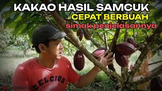 KAKAO SAMBUNG PUCUK CEPAT BERBUAH